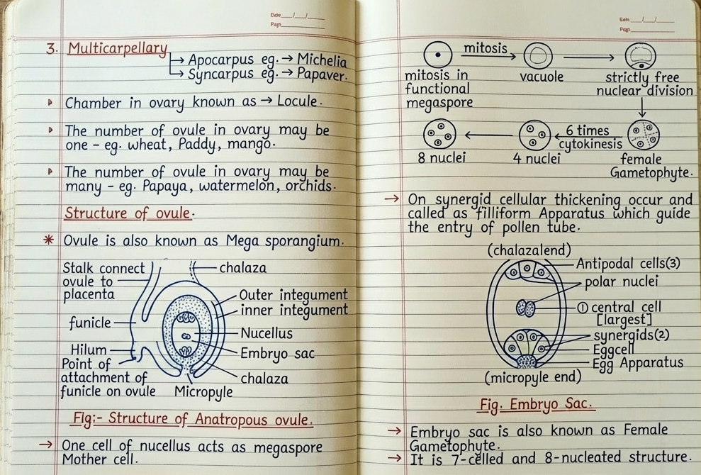 Class 12th Biology English Medium Handwritten Notes, Topper's notes, Colourfull notes 3 Class 12th Biology English Medium Handwritten Notes, Topper's notes, Colourfull notes - Image 3